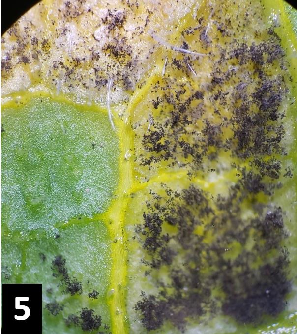 underside of the leaf with the dark &ldquo;mold&rdquo; of the downy mildew pathogen